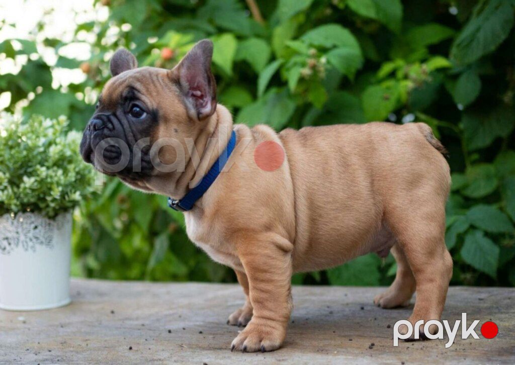 Fransız buldoqu — Köpəklər, Bakı (4)
