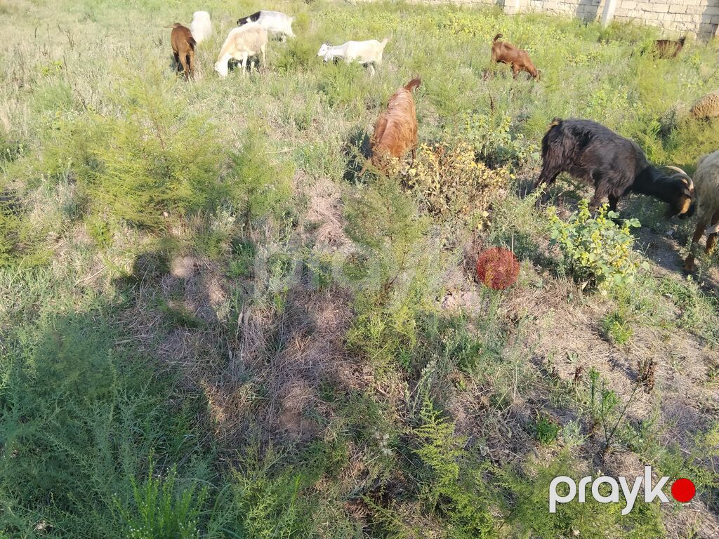 Salam damzdga kesglik saxlmag hər cürə kecleri var hər qiymətə var — Kənd təsərrüfatı heyvanları, Fatmayı (3)