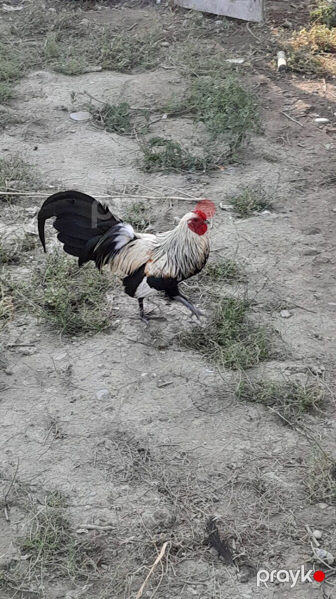 Feninks xoruzu — Quşlar, Bakı (3)