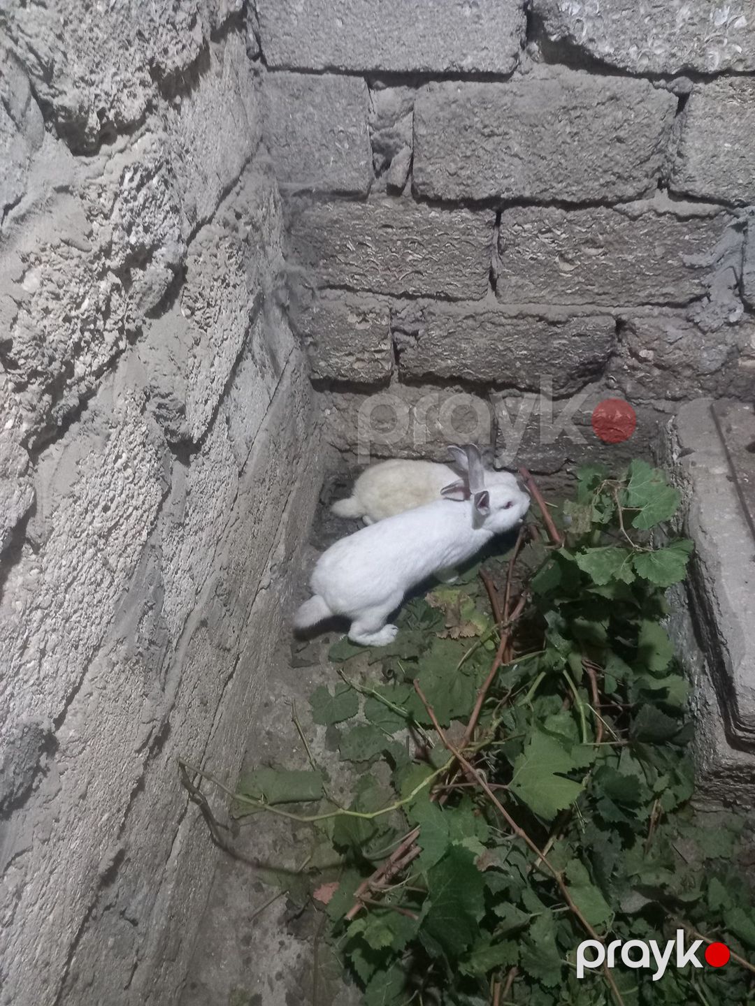 Dovşan — Dovşanlar, Bakı (2)