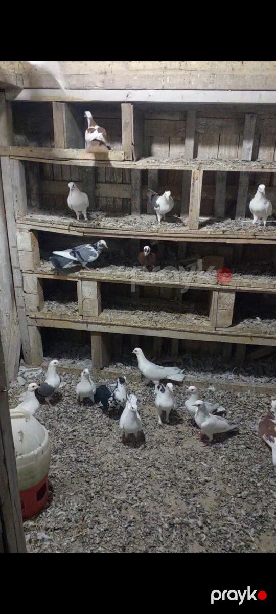 Göyərçinlər — Quşlar, Bakı (2)