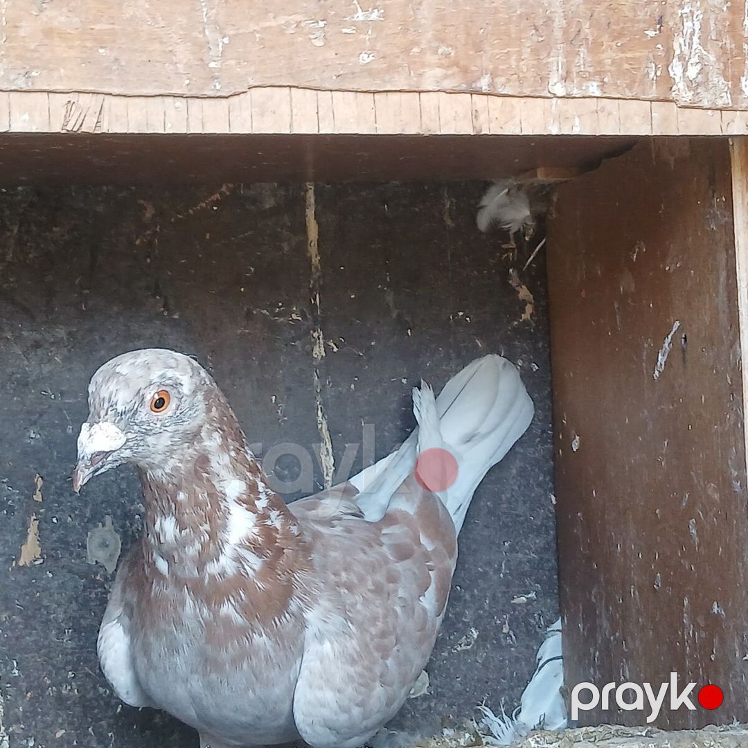 Göyərçinlər — Quşlar, Bakı (5)