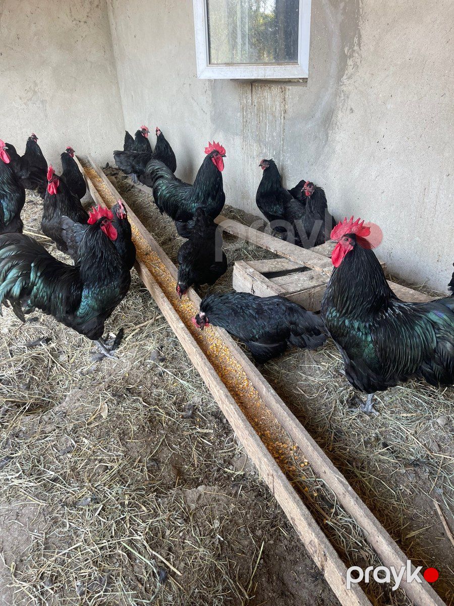 Avstralorp xoruzları — Quşlar, Sumqayıt (2)