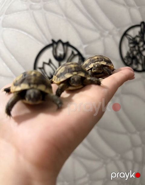 Quru tısbağası — Bakı