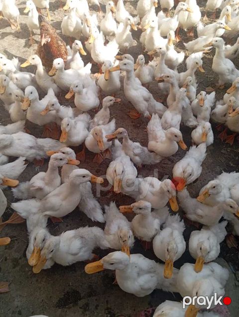Pekin ördəkləri — Bakı