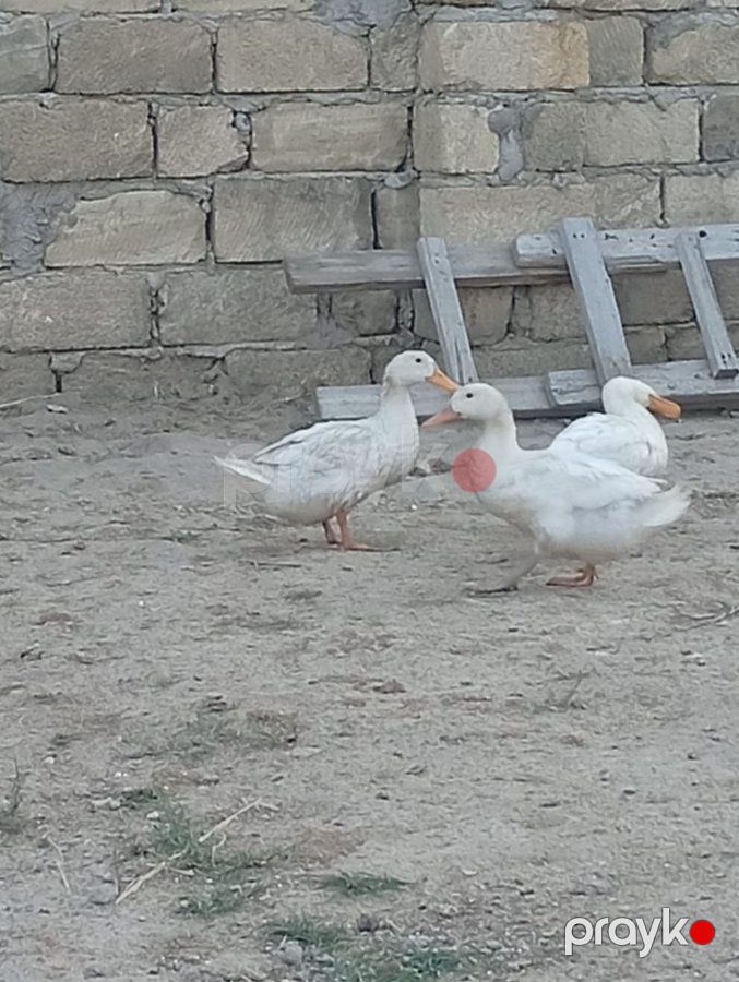 Peken ordeyi — Quşlar, Sumqayıt (2)