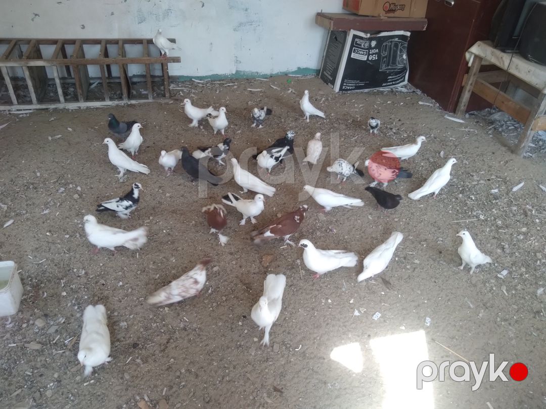 Göyərçinlər — Quşlar, Bakı (2)