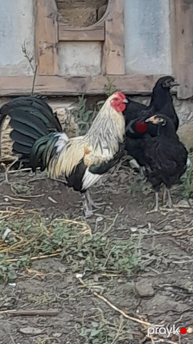 Feninks xoruzu — Quşlar, Bakı (2)