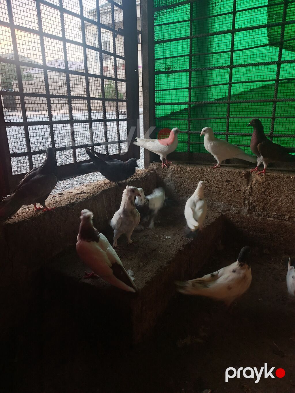 Göyeçin 12 ədəd di cüt olanda var esger gedirəm diye satıram — Göyərçin, Digah (3)