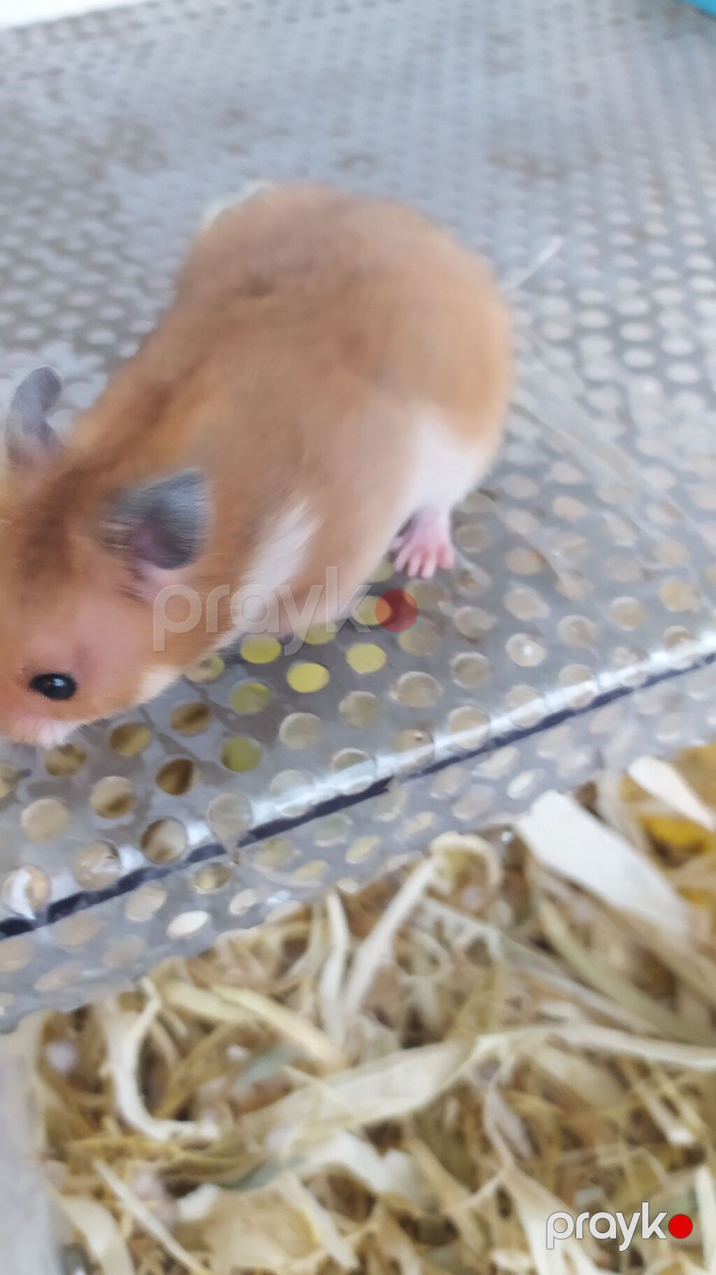 Xamyaklar Hamster. Uşaqların sevinci. Əldə oynayan xamyaklar — Kəmiçilər, Xırdalan (2)