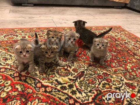 Şotland qıvrım qulaqlı balaca pişiklər - Cins: Scottish Fold (qıvrım — Bakı
