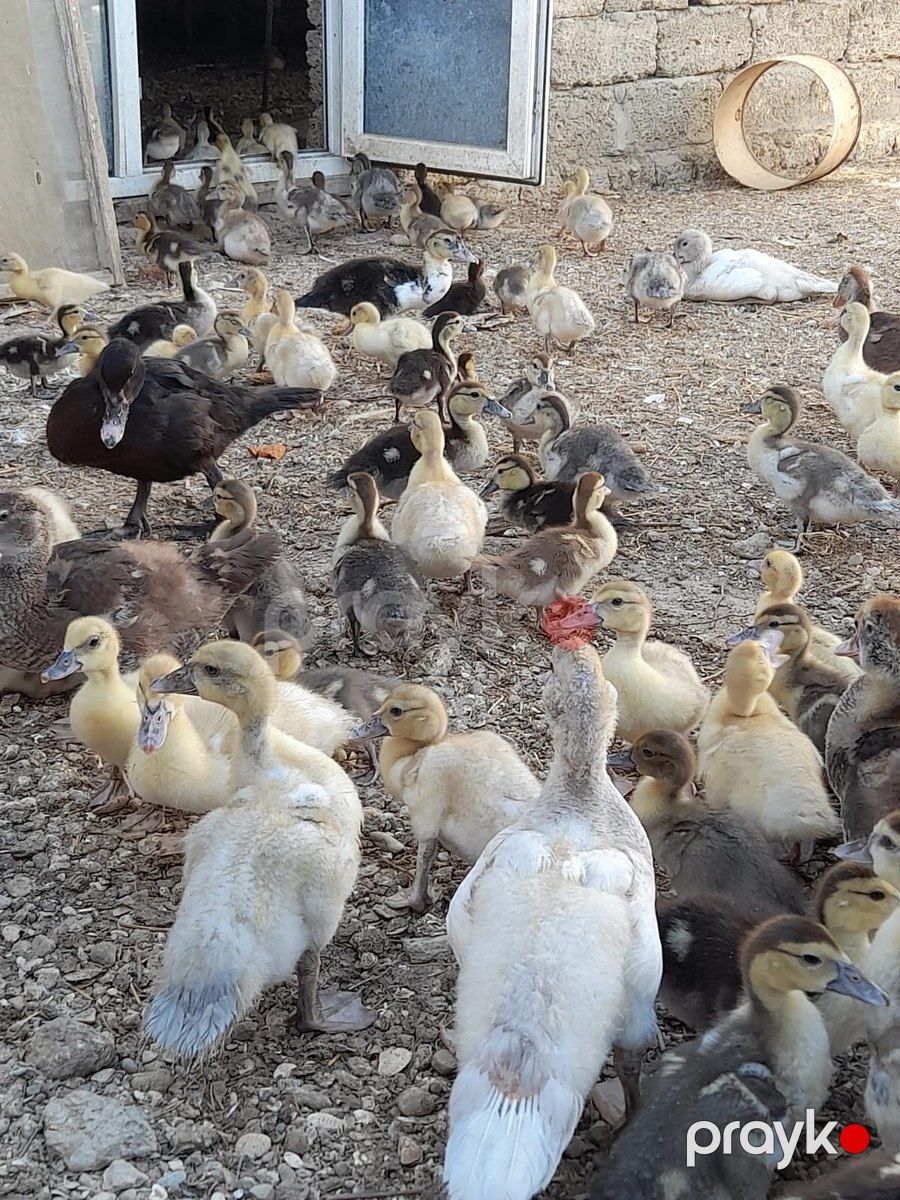 Lal ördəklər — Quşlar, Bakı (4)