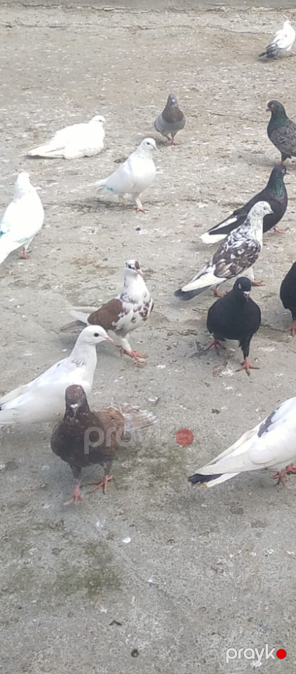 Məhsul: Ev göyərçinləri – müxtəlif rəng və cins qarışıqları Təsvir — Göyərçin, Bakı (2)