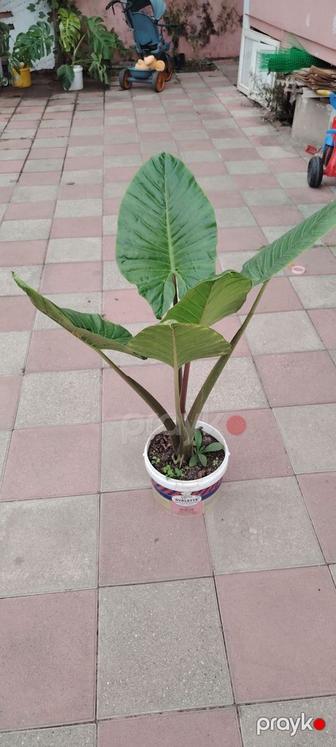Bitki: Fil qulağı (Alocasia/Colocasia tipli tropik dekorativ yarpaq — Bakı