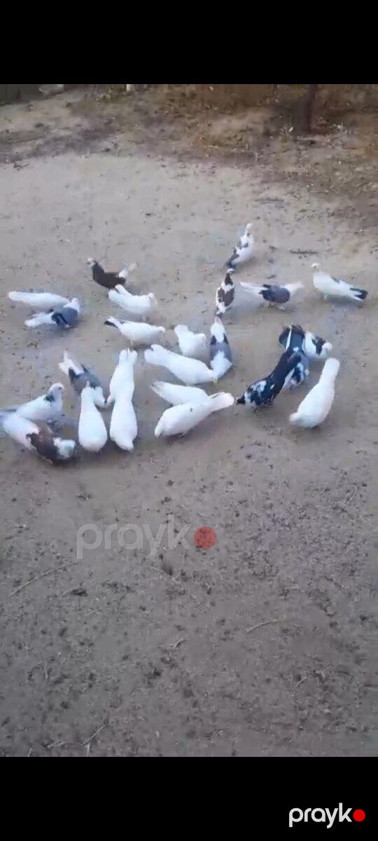 Göyərçinlər — Quşlar, Bakı (3)