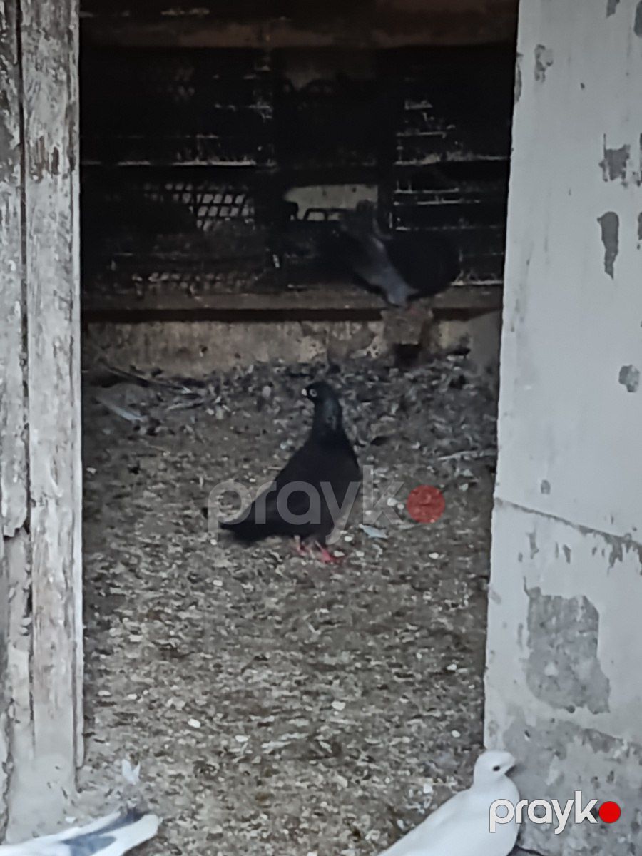 Göyərçinlər — Quşlar, Bakı (7)