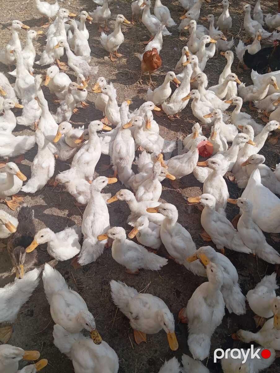 Pekin ördəkləri — Quşlar, Bakı (4)