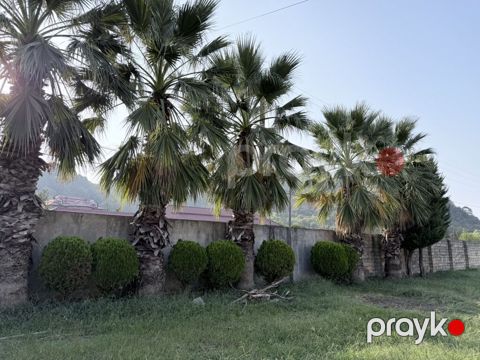 Məhsul: 5 Dekorativ palma ağacları (fan tipli yarpaqlı, Washingtonia — Lənkəran