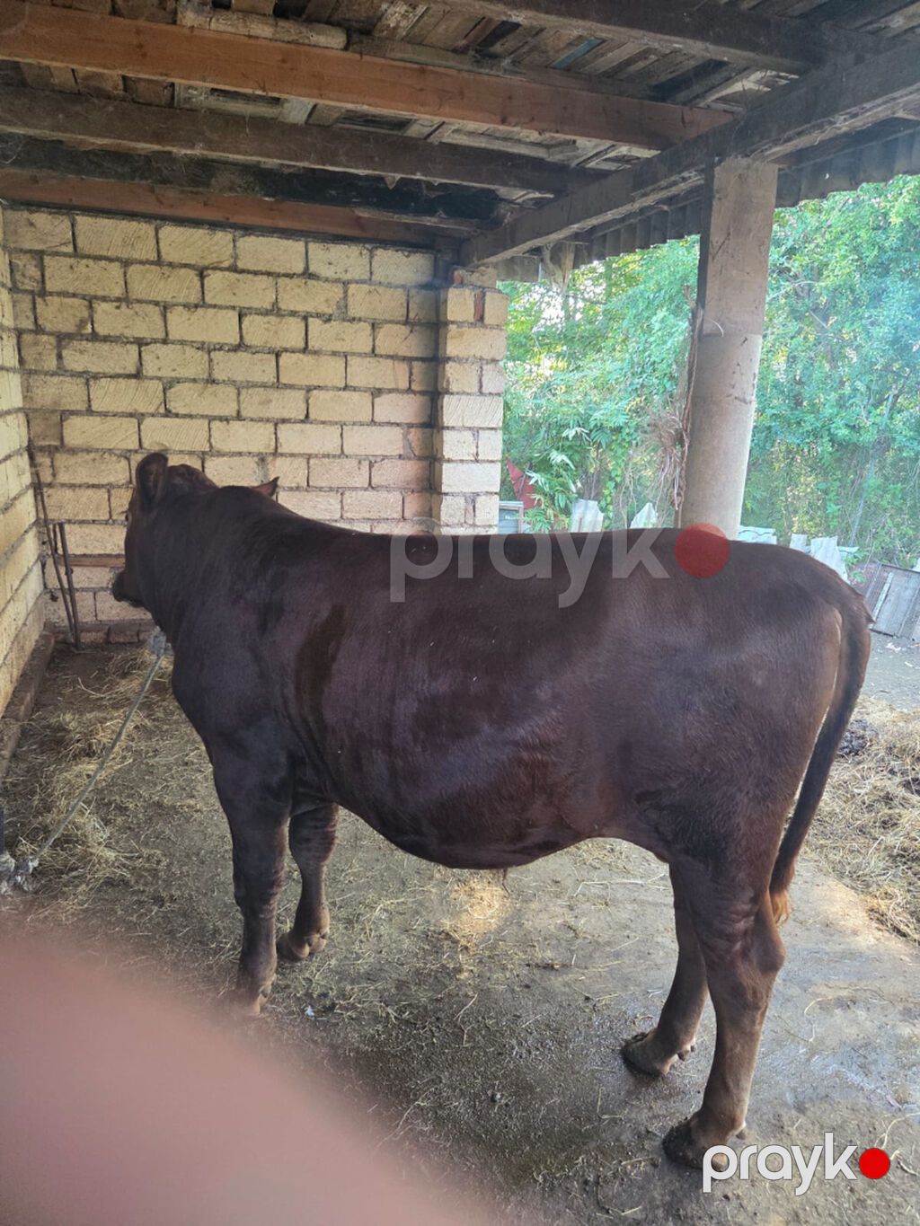 Salam Erkek Etlik Dana Datilir Hardasa 170 180 kq eti var qiymet 3400 — Digər, Lənkəran (2)