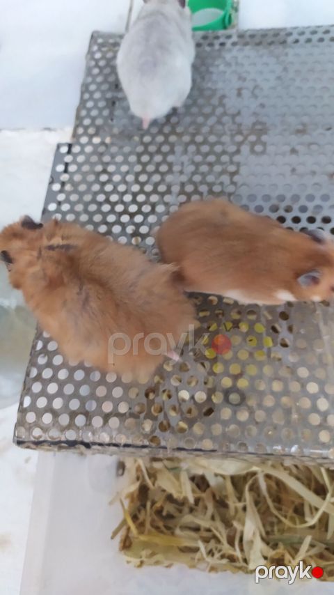 Xamyaklar Hamster. Uşaqların sevinci. Əldə oynayan xamyaklar — Xırdalan