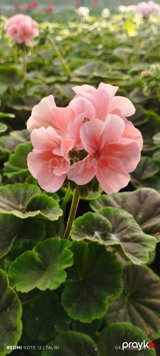 Geranium — Bitkilər, Bakı (2)