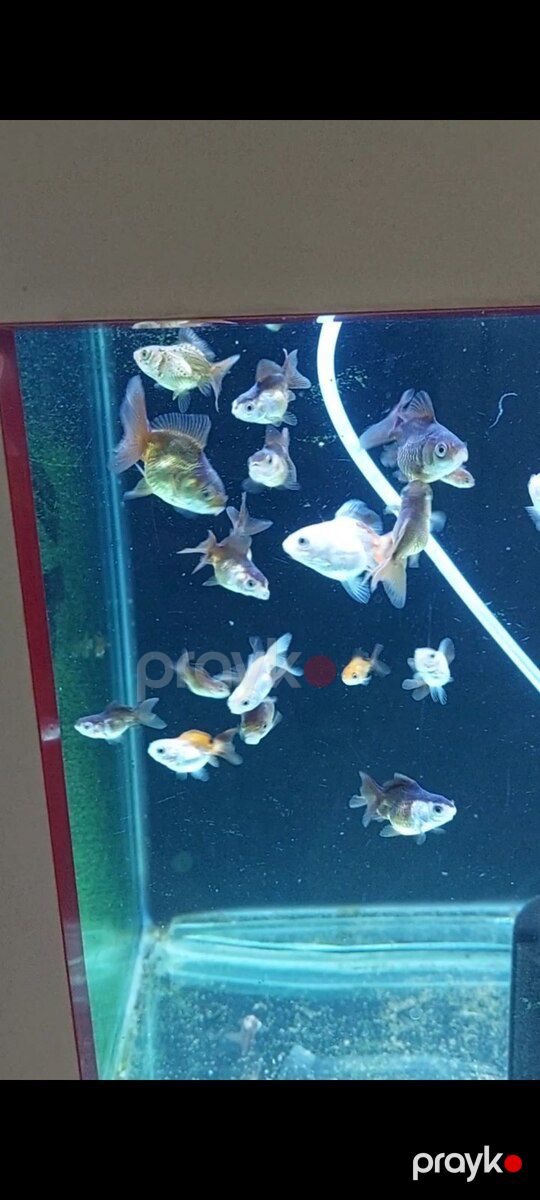 Oranda balığı — Akvariumlar və balıqlar, Bakı (2)