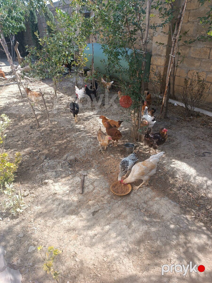 Toyuqlar — Quşlar, Bakı (7)