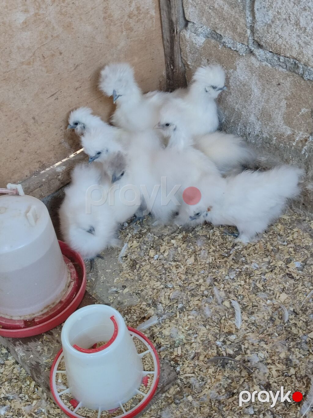 Toyuq cücələri, Damazlıq, Ödənişli çatdırılma — Toyuq və xoruz, Tovuz (3)