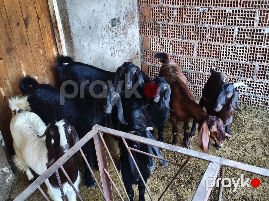 Hələb keçiləri — Kənd təsərrüfatı heyvanları, Tovuz (2)
