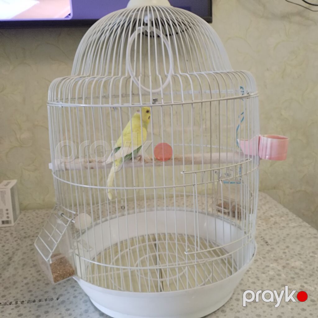 Dalmatin rəng çaları olan dalğalı tutuquşu (budgerigar) və qəfəs — Tutyun papağayı, Bakı (3)