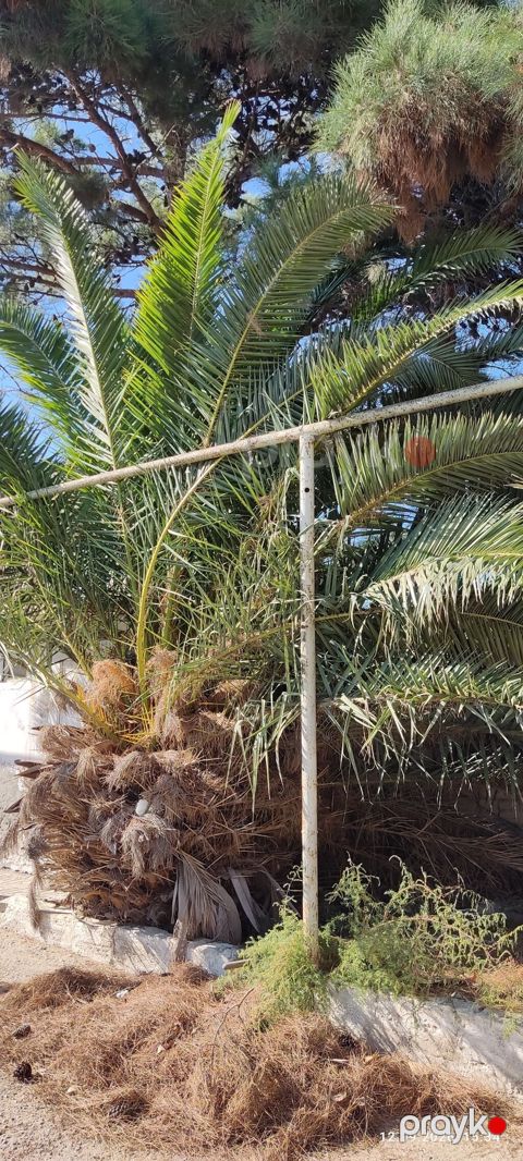 Xurma palmisi (Phoenix canariensis – Kanar xurması) – iri ölçülü — Bakı