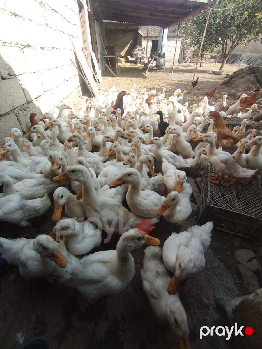 Pekin ördəkləri — Quşlar, Bakı (3)