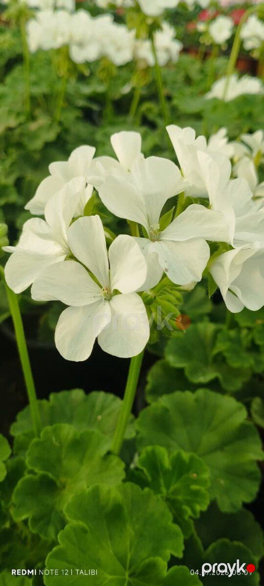 Geranium — Bitkilər, Bakı (4)