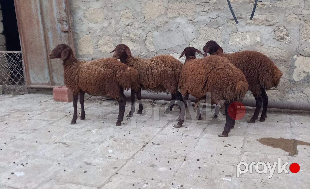 Quzular — Kənd təsərrüfatı heyvanları, Bakı (2)
