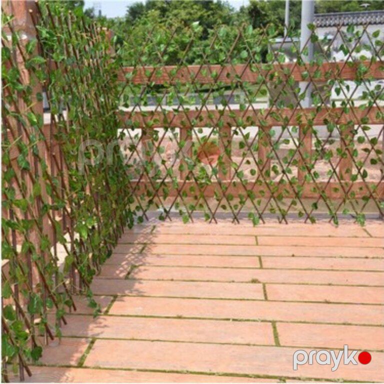 Həmişə yaşıl ağaclar — Bitkilər, Bakı (7)