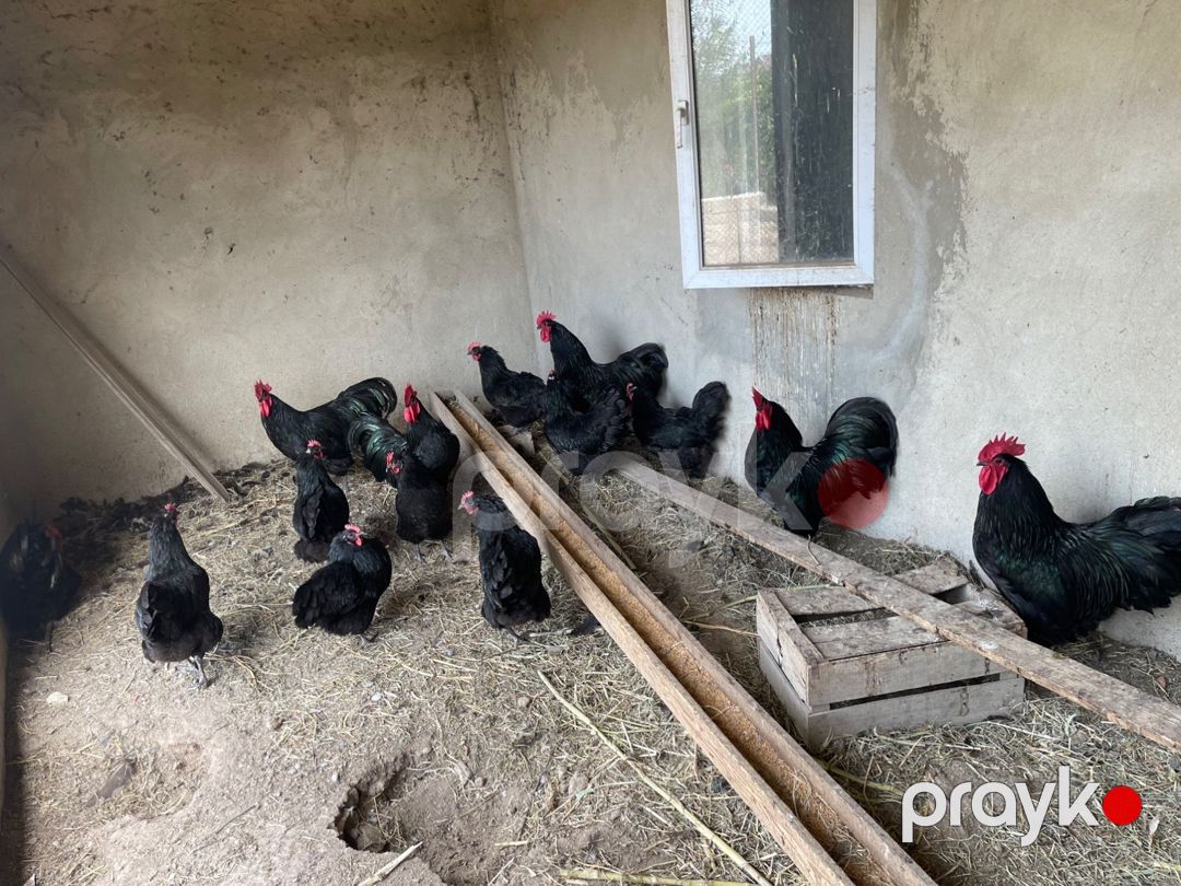 Avstralorp xoruzları — Quşlar, Sumqayıt (6)
