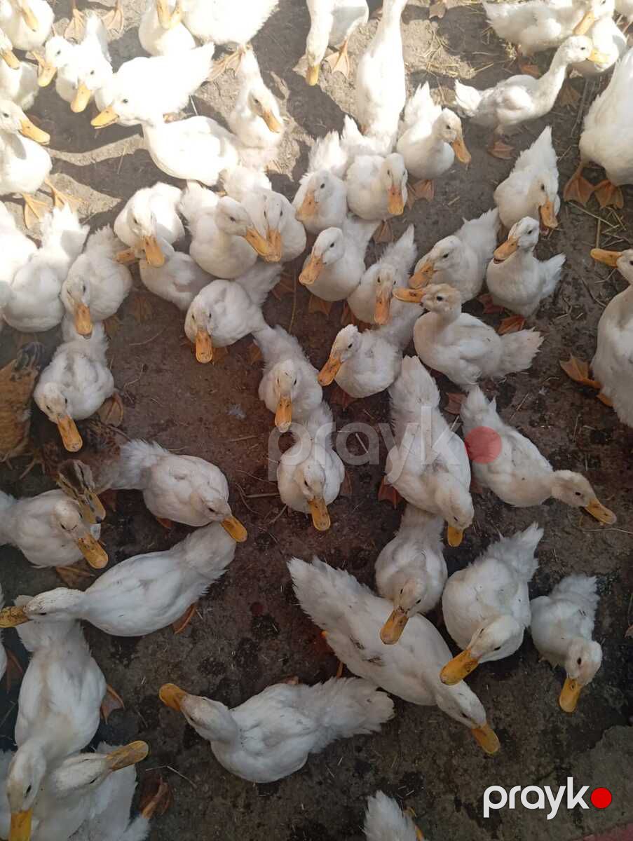 Pekin ördəkləri — Quşlar, Bakı (5)