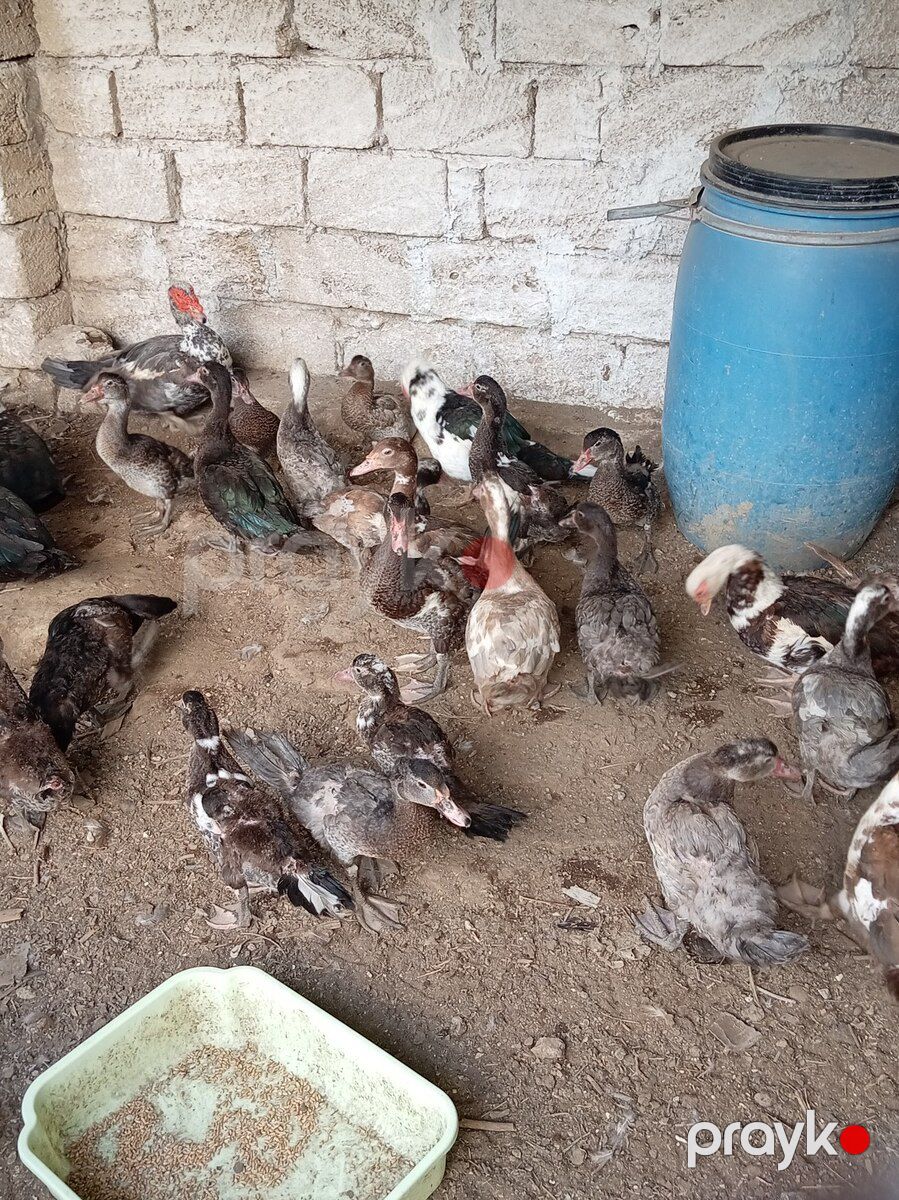 Ördəklər — Quşlar, Bakı (6)