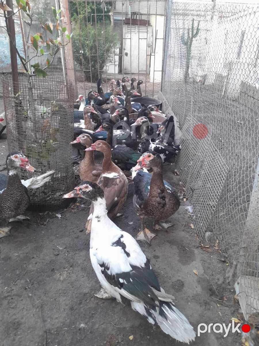 Ördəklər — Quşlar, Xırdalan (5)