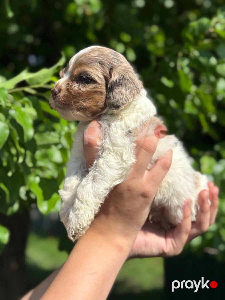 Labradoodle — Köpəklər, Bakı (6)