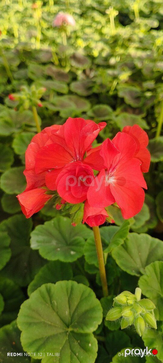 Geranium — Bitkilər, Bakı (3)
