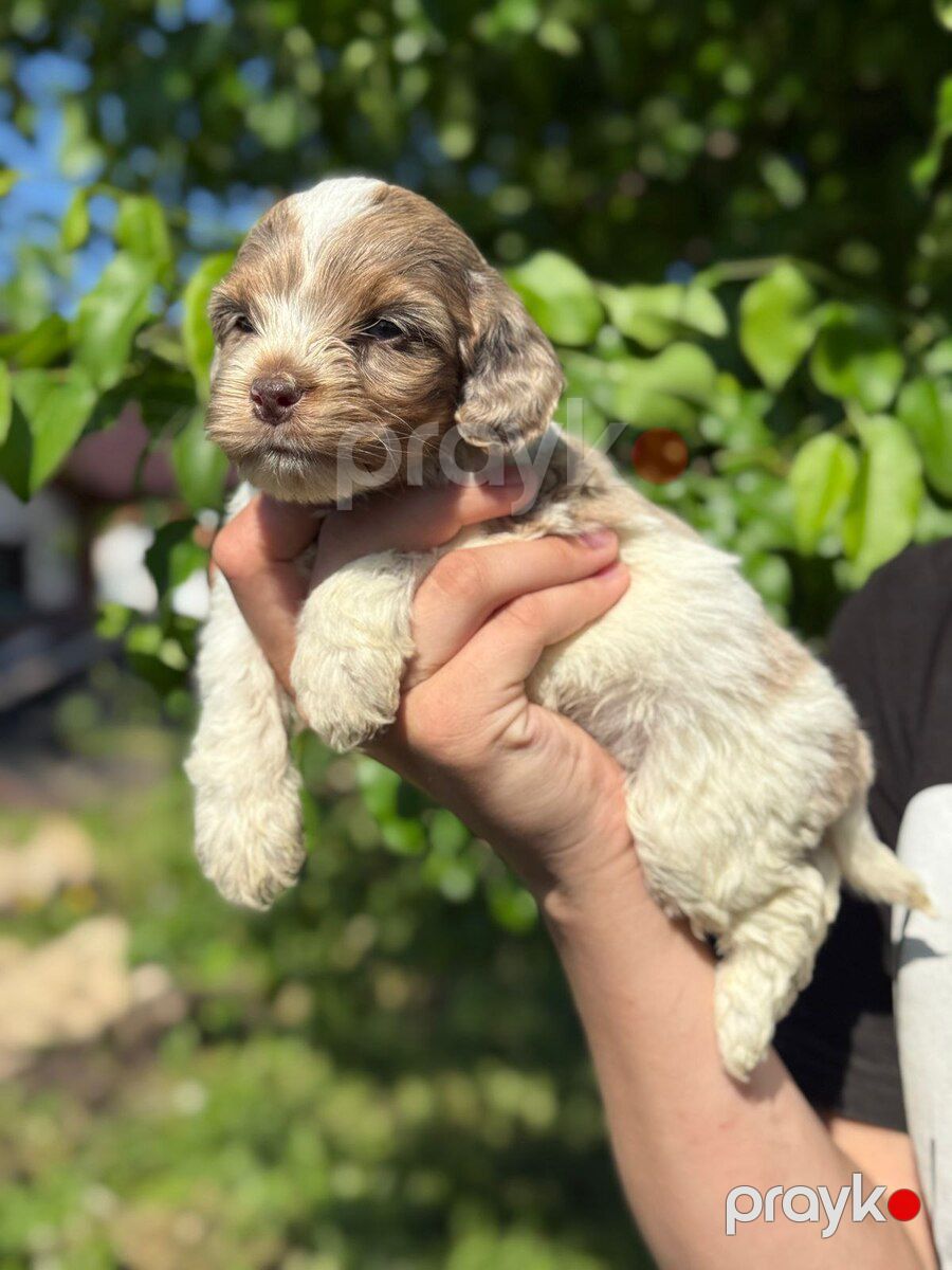 Labradoodle — Köpəklər, Bakı (4)
