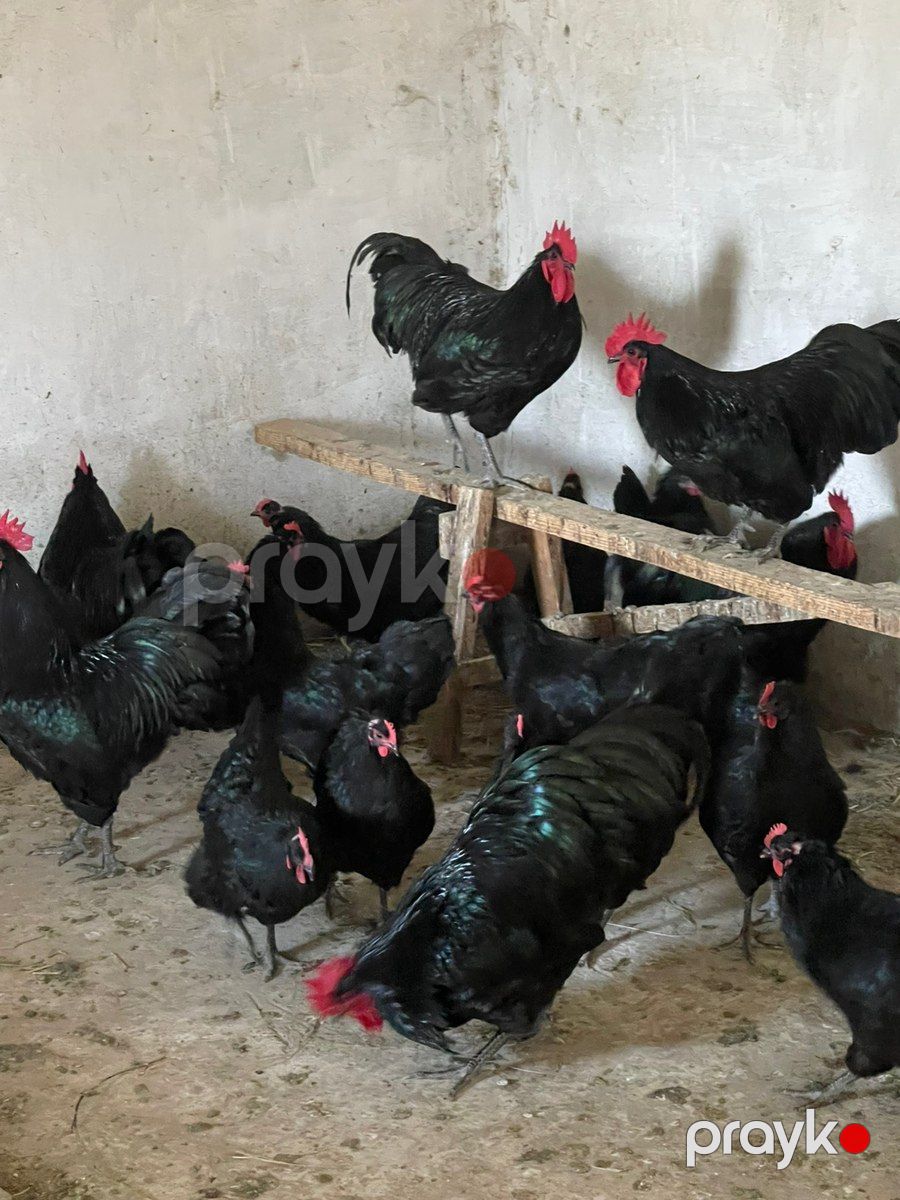 Avstralorp xoruzları — Quşlar, Sumqayıt (7)