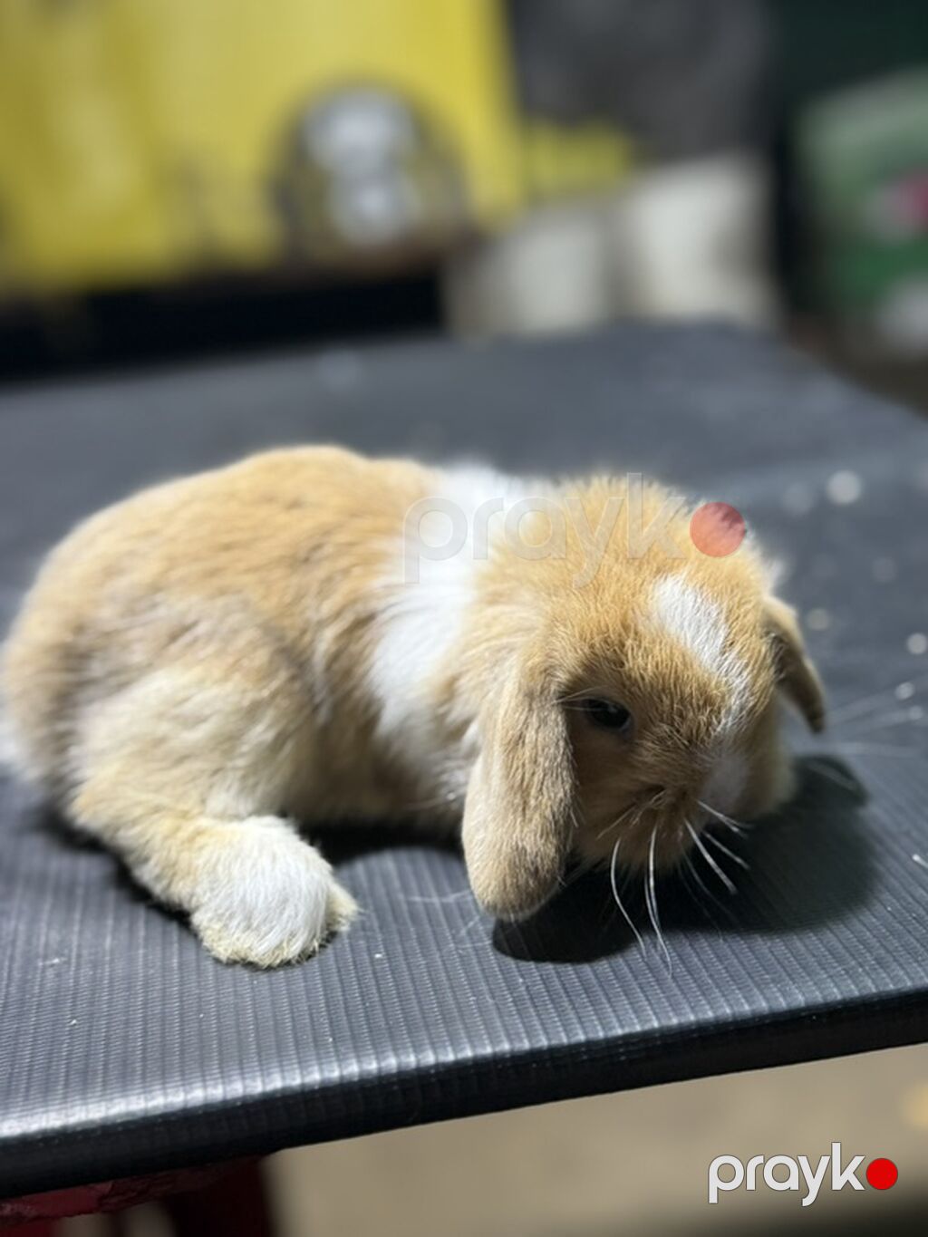 Mini Lop (asqılıqulaq) balaları - Cins: Mini Lop (asqılı qulaqlar — Dovşanlar, Xırdalan (7)