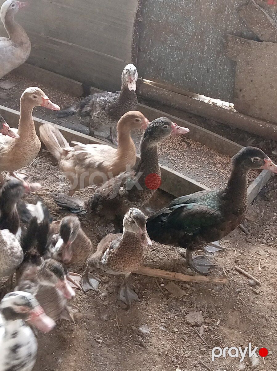 Ördəklər — Quşlar, Bakı (7)
