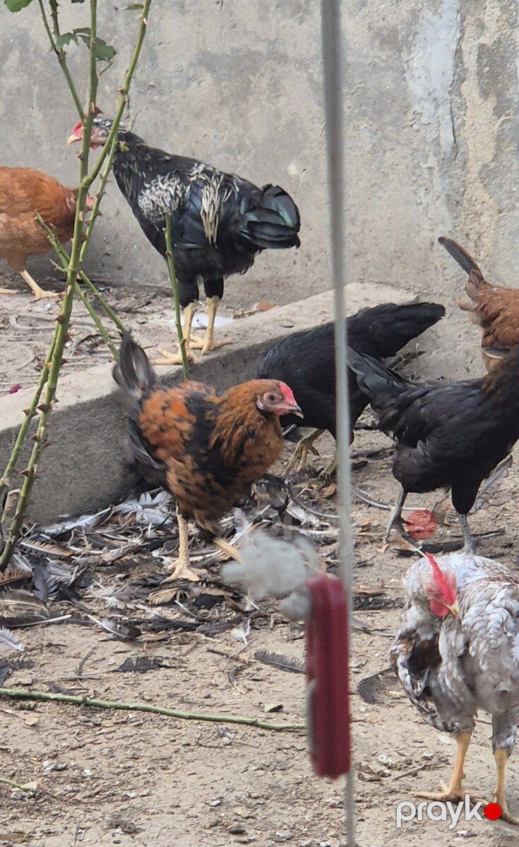 Toyuqlar — Quşlar, Bakı (7)