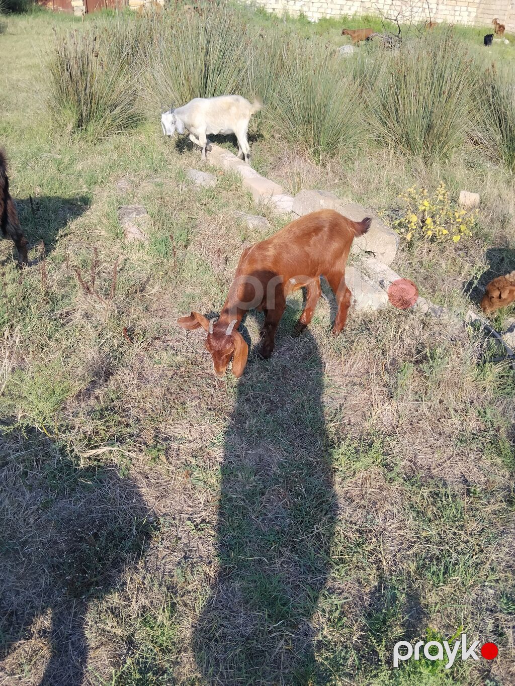 Salam damzdga kesglik saxlmag hər cürə kecleri var hər qiymətə var — Kənd təsərrüfatı heyvanları, Fatmayı (5)