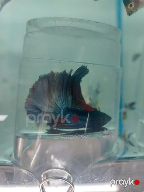 Beta balığı — Xırdalan
