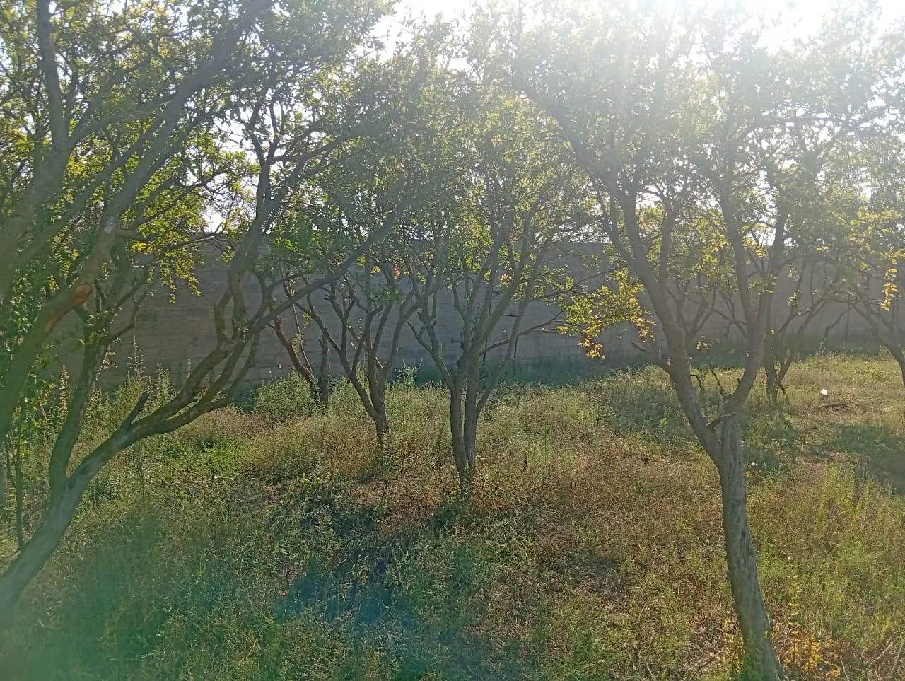 21 sot torpaq sahəsi satılır — Torpaq, Bakı (5)