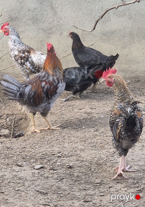 Toyuqlar — Bakı